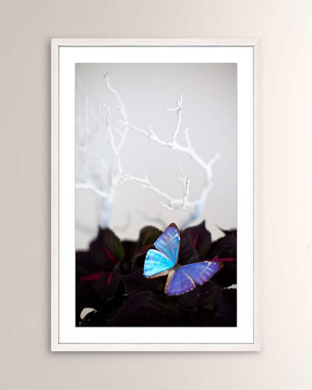 "Velvet Butterfly" Framed Giclee Print by Zoe Bios